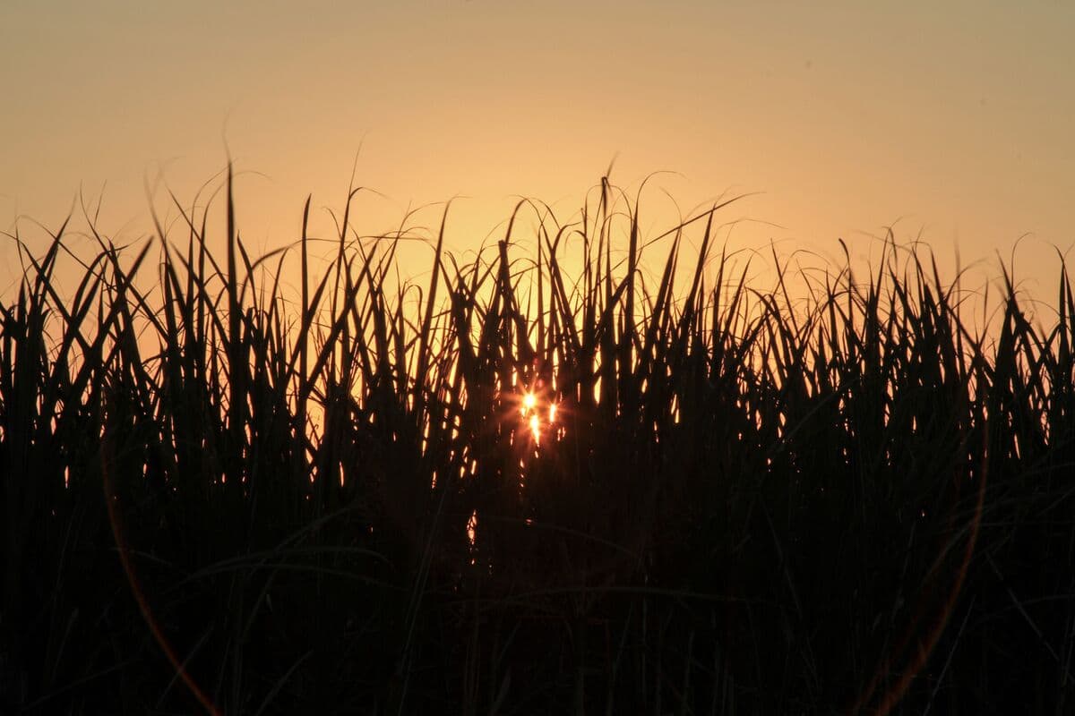 Agriculture Firm ETG Tests Demand for Bond Amid Market Turmoil