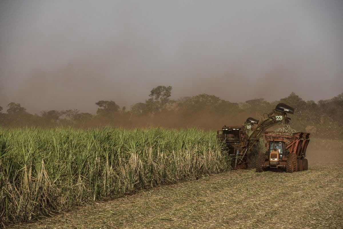 Sugar Futures Rise as Brazilian Mills Expected to Increase Ethanol Production