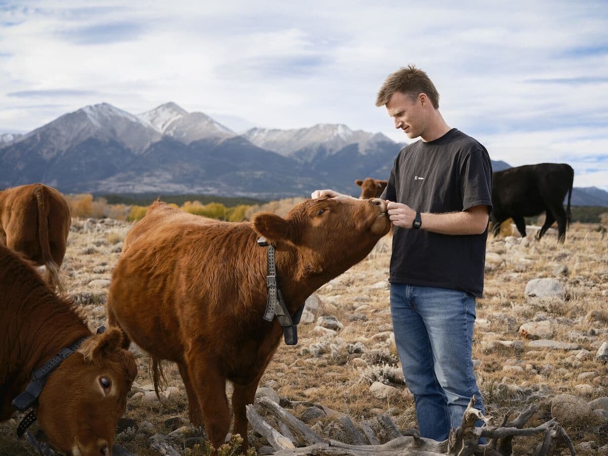 AI Cow Collar Startup Halter Raises $220 Million in Latest Deal