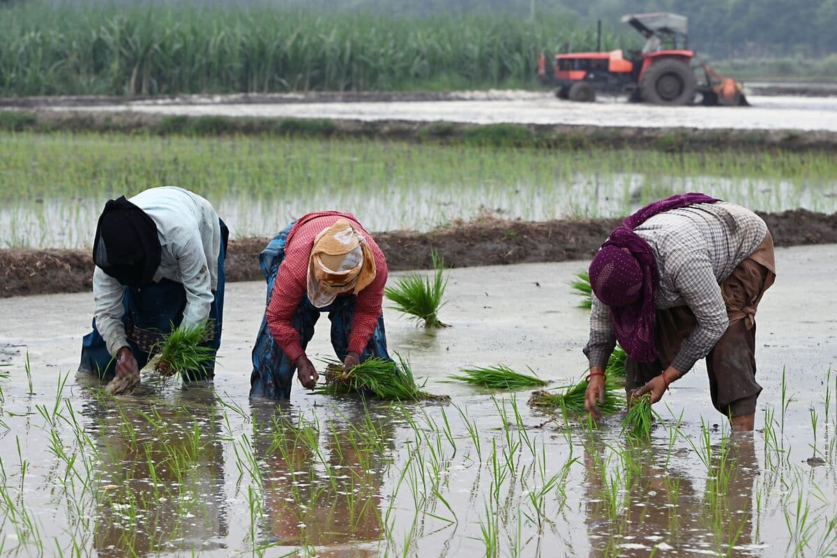 Global Rice Production Expected to Decline for the First Time in Ten Years
