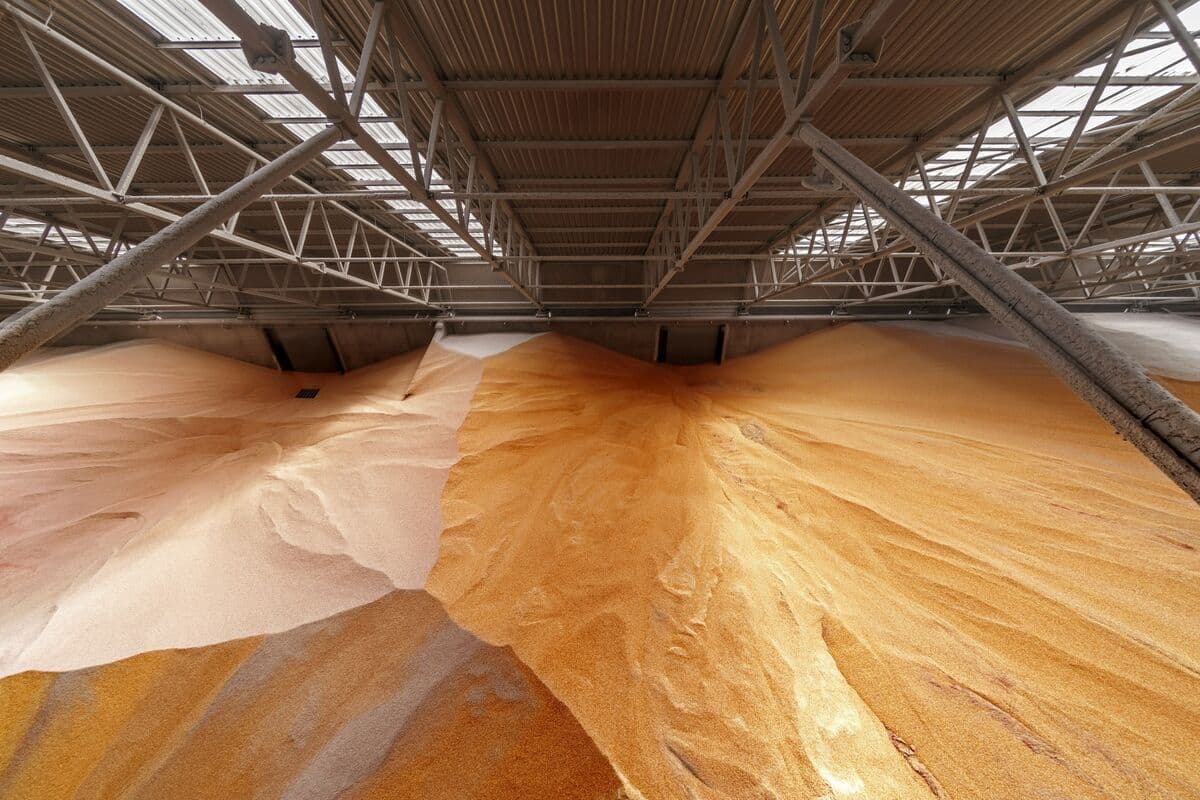 Ukraine Plans Increased Corn Exports for Next Season, Grain Group Reports