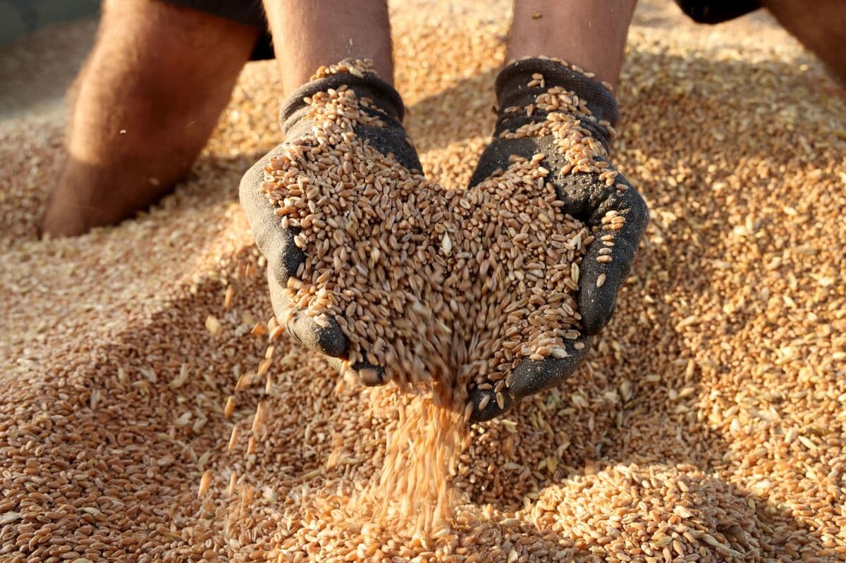 Kyiv Says Russia Exported 850,000 Tons of Stolen Grain This Year