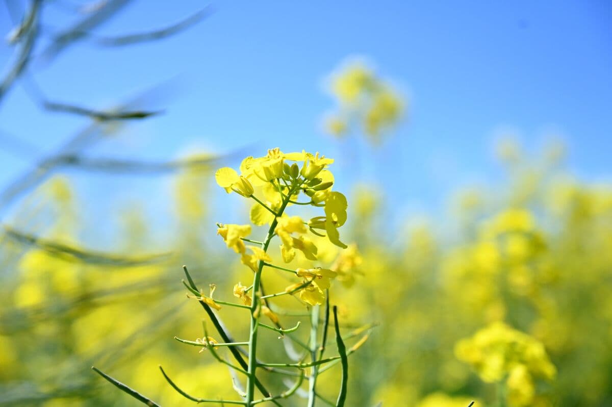 Chinese Crushers Inquire About Australian Canola Amid Trade Pact Expectations