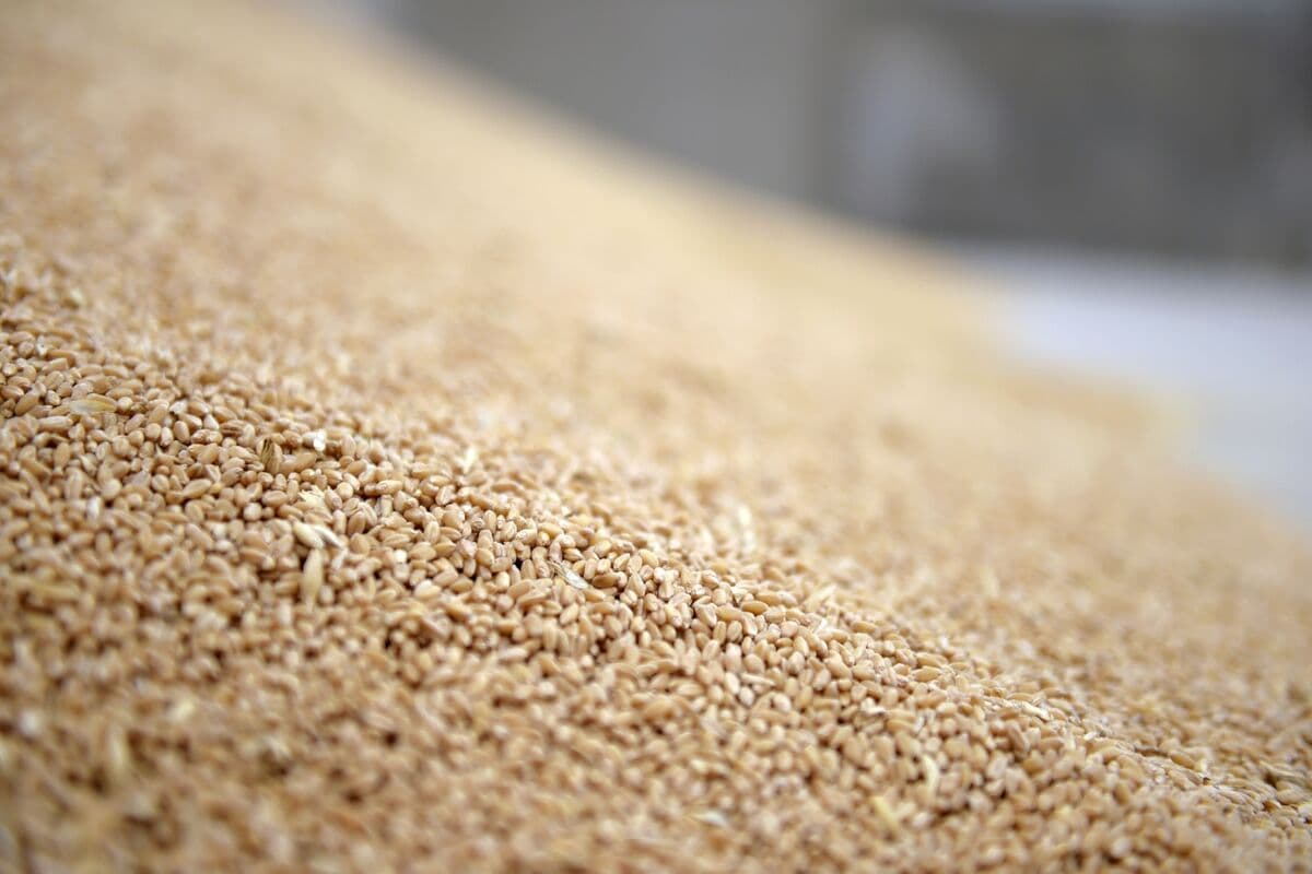 Australia's Winter Wheat Crop Projected to Decline by 26% Due to Adverse Conditions
