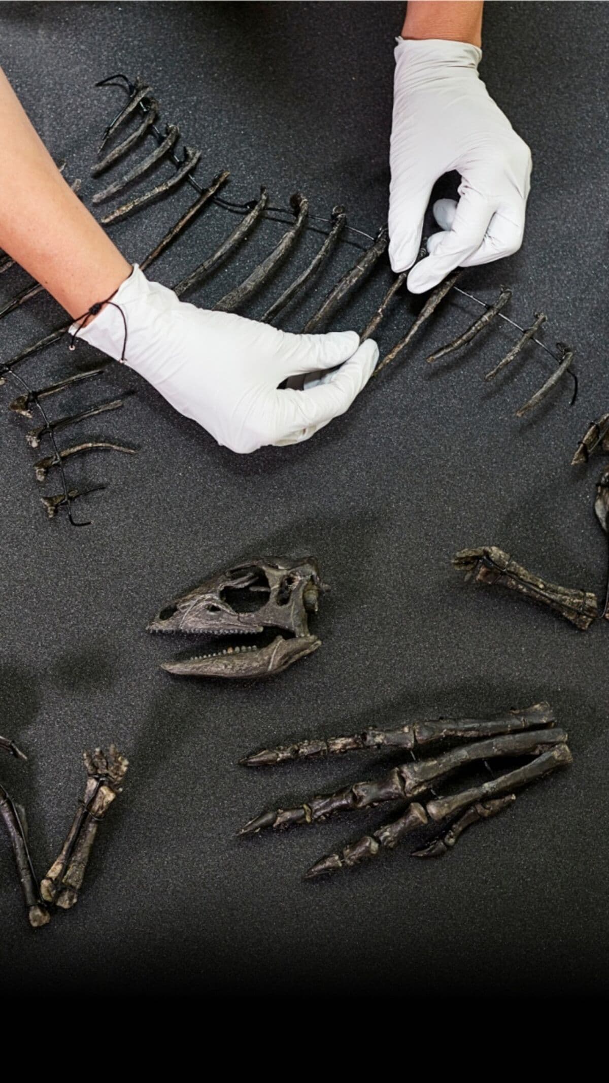 These Are the Players in the Million-Dollar Dinosaur Fossil Business