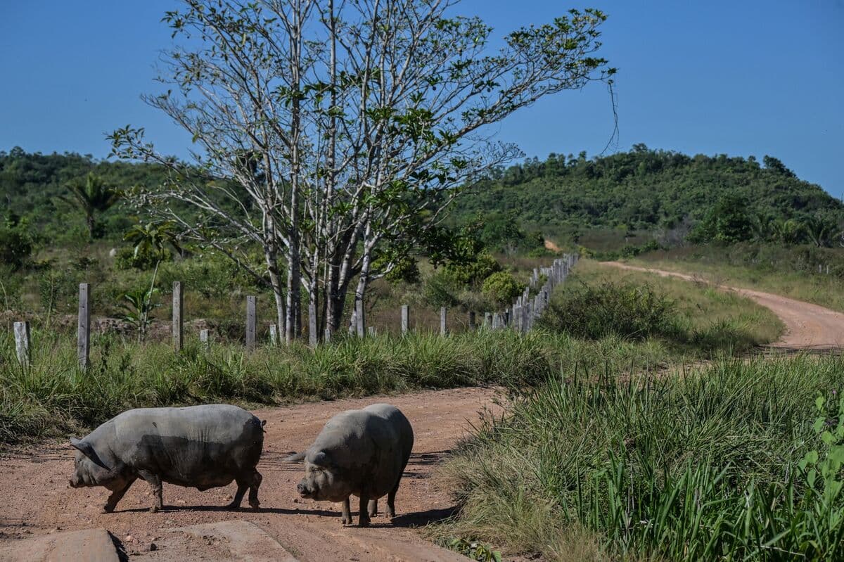 Brazil's Largest Pork Exporter Expands Production to Meet Asian Demand