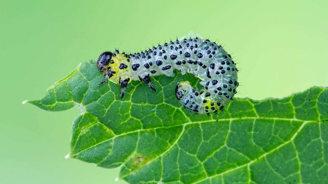 Bean Plants Release Chemicals to Attract Parasitic Wasps During Caterpillar Attacks