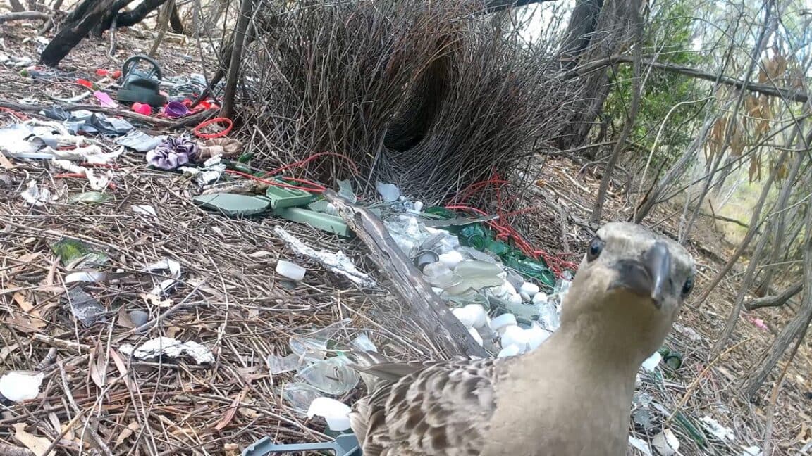 Male Bowerbirds Attract Mates with Colorful Human-Made Objects