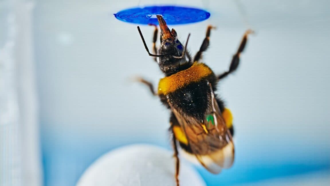 Study Reveals Bumblebees Can Solve Complex Problems Spontaneously