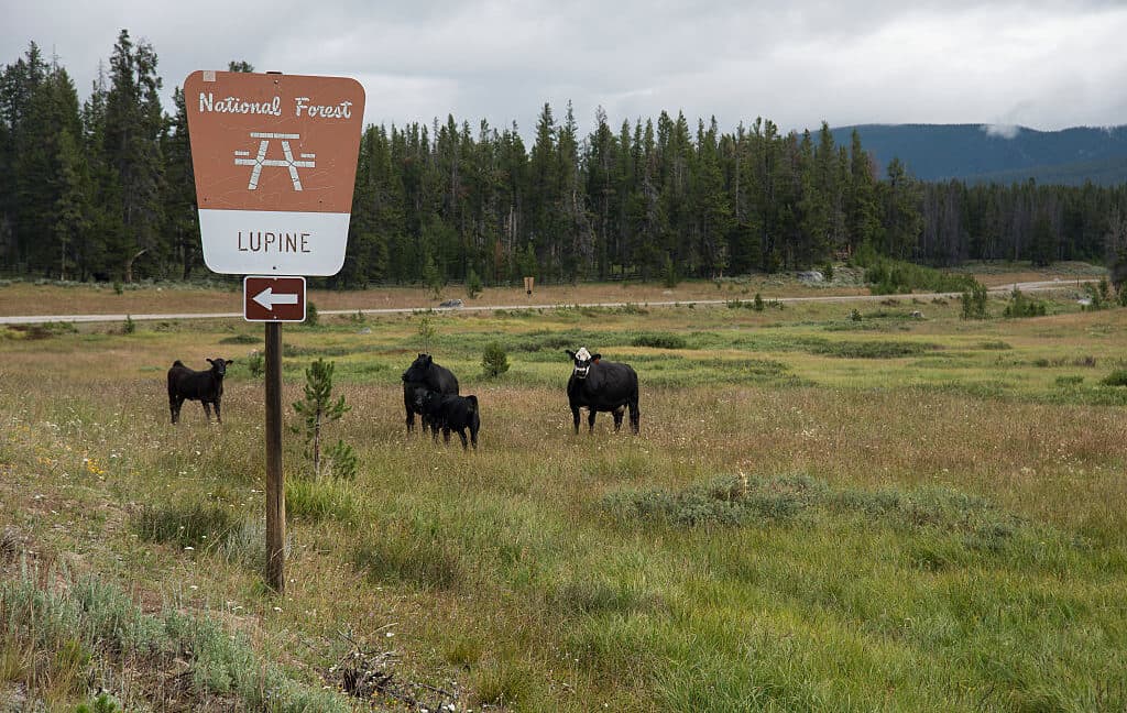 Bureau of Land Management Revises Grazing Regulations for Public Lands