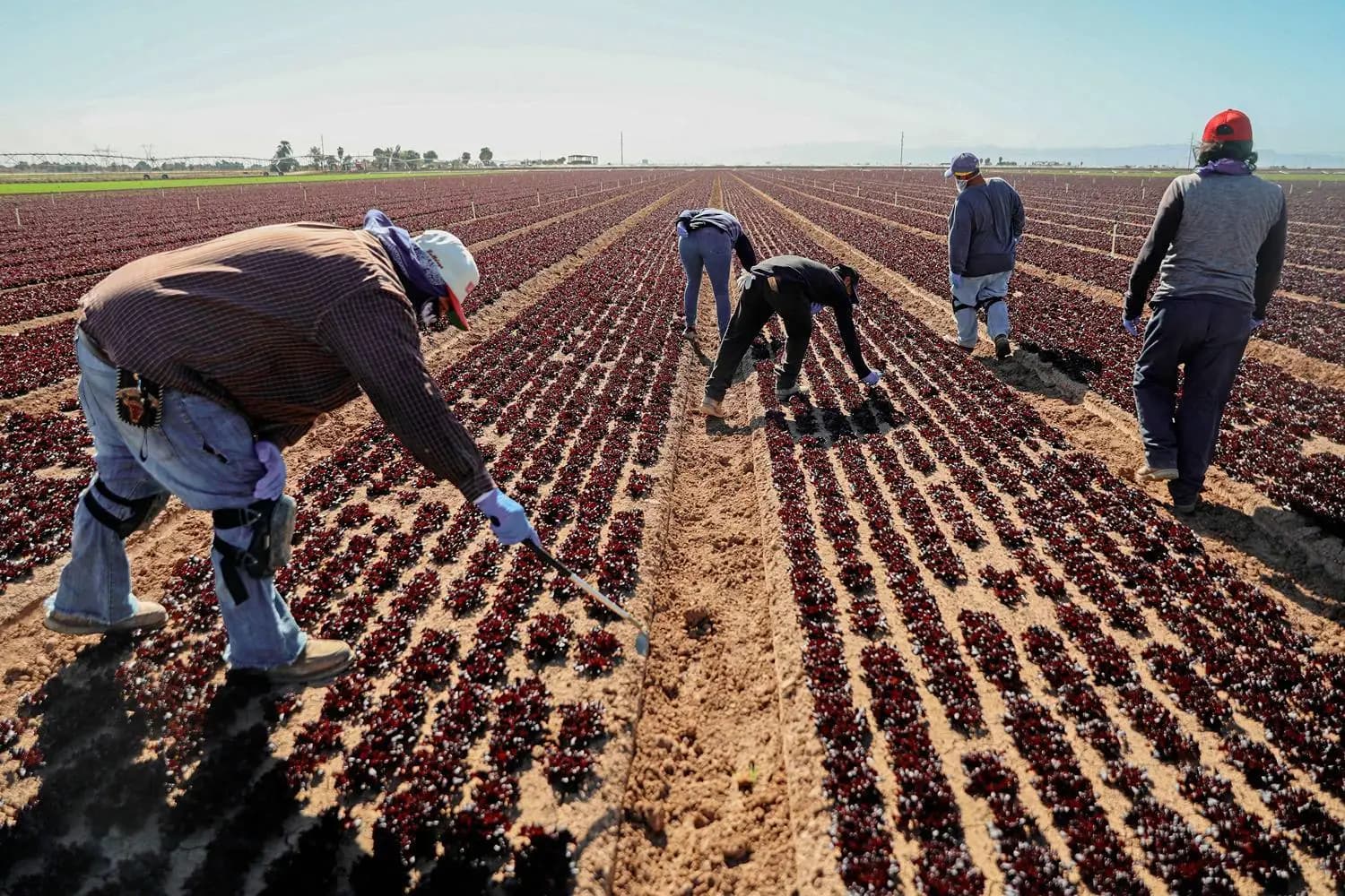 Iran War Promises Even More Pain for Farmers