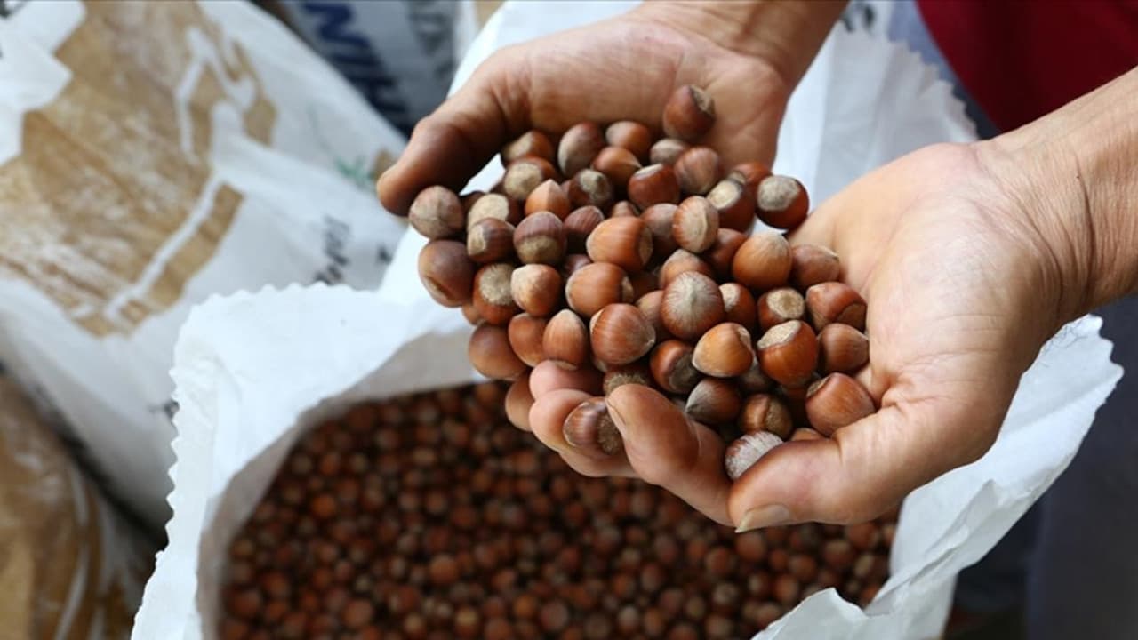 Türk fındığı 122 ülkede alıcı buldu: Hedef yeni pazarlara açılmak