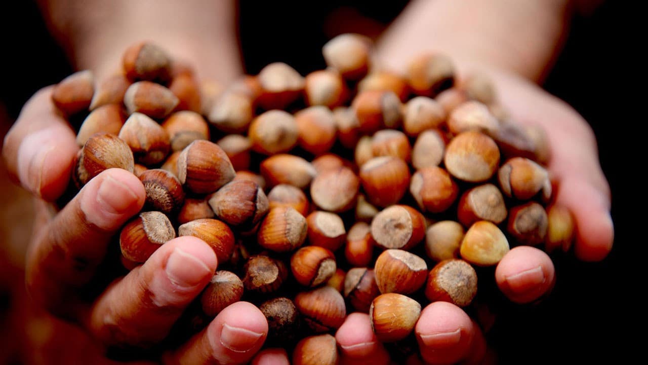 Türkiye, fındık ihracatından 6 ayda 1 milyar 177 milyon doları aşkın gelir sağladı