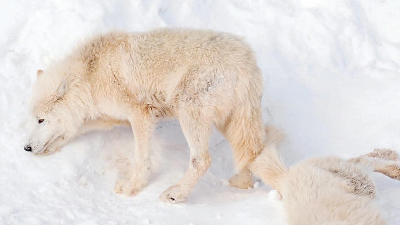 Soğuk topraklarda sıcak tehdit: Alaska yangın çağına giriyor