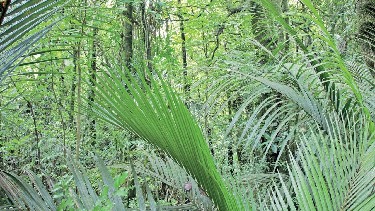 Ormanları iki kat büyütecek gizli güç: Azot
