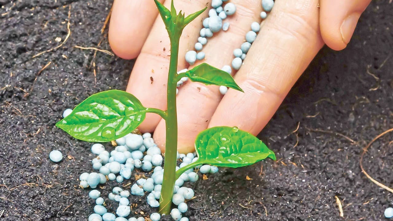 Küresel gübre arzı tehlike altına girdi