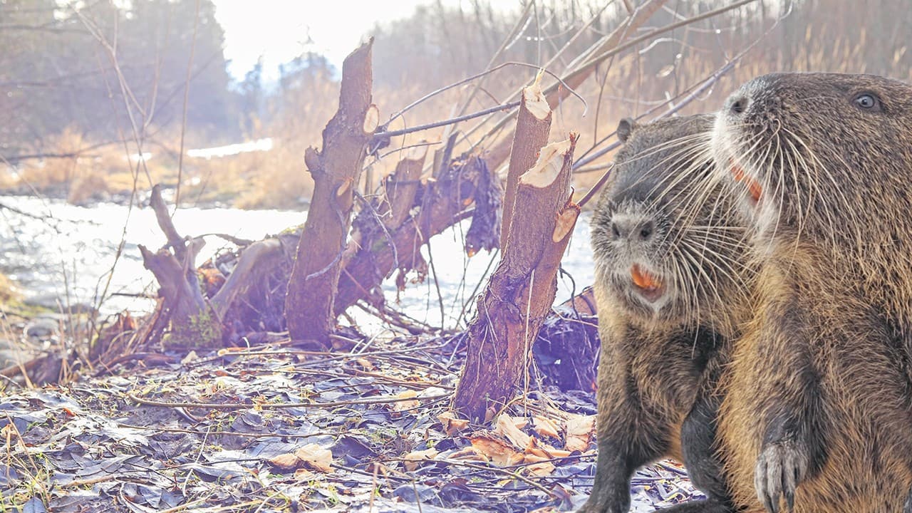 İklim krizine en ucuz çözüm: Bir baraj bir kunduz