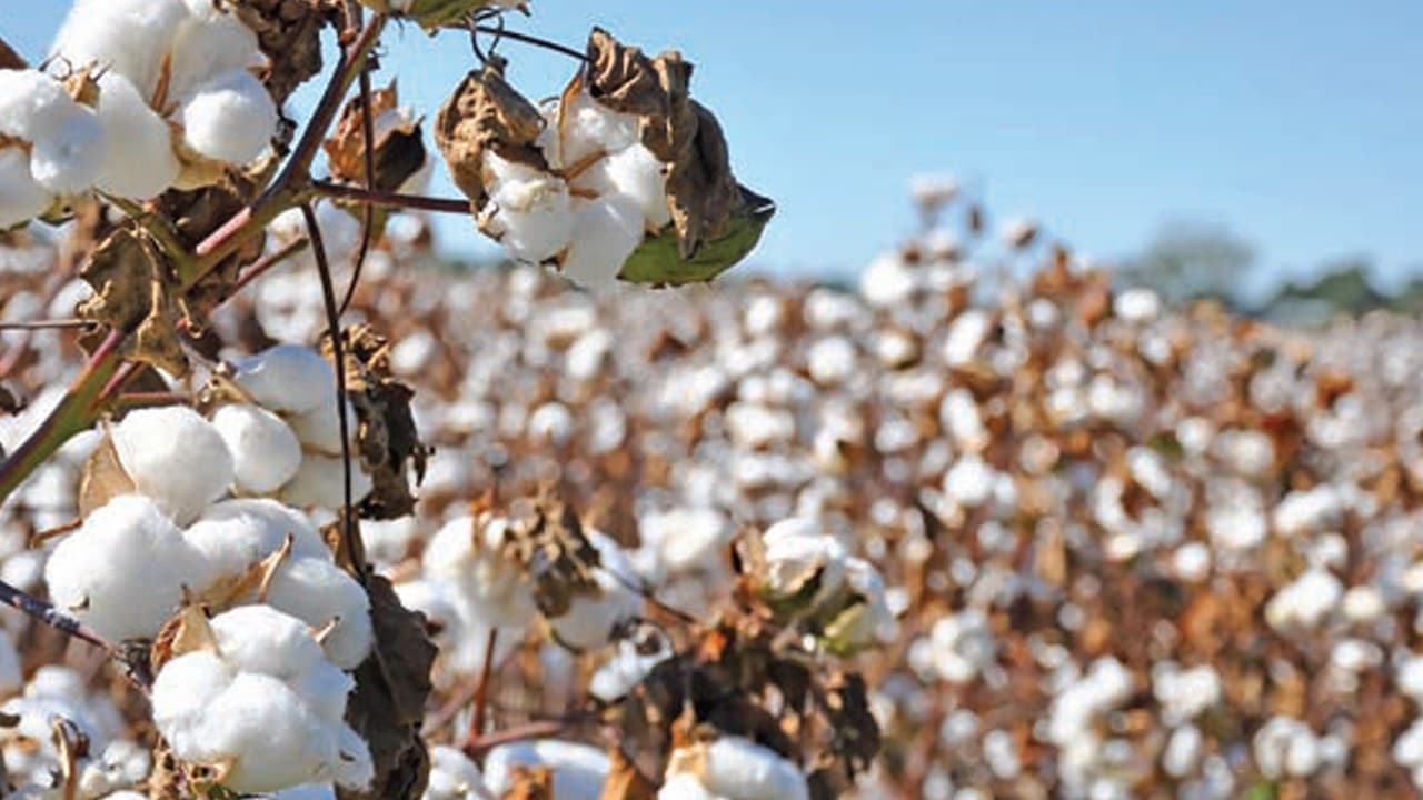 Türkiye dekar başına pamuk veriminde ortalamanın üzerinde