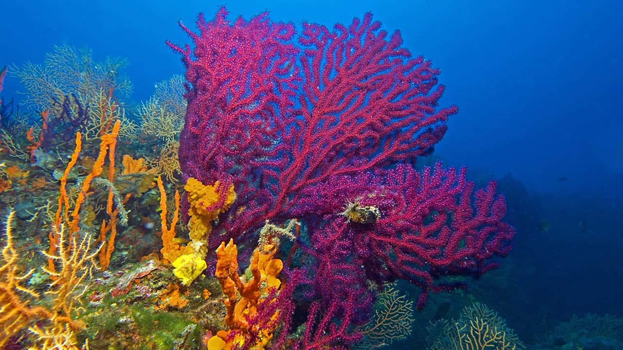 Ayvalık mercanları alarm veriyor