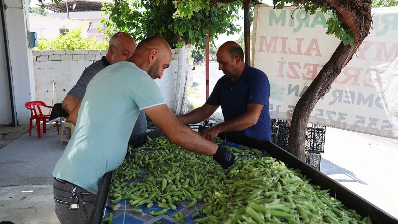 Bamyada hasat dönemi başladı, üreticiler destek bekliyor
