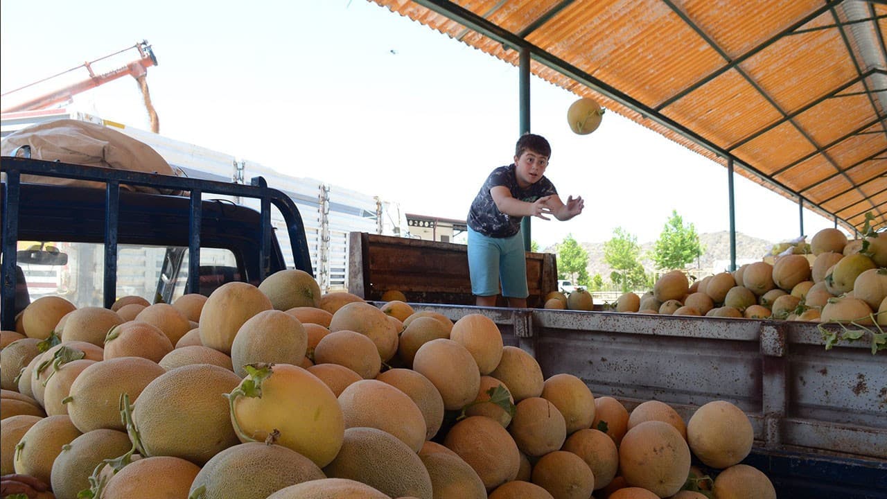 Bilecik'in Medetli kavunu bu yıl tezgâhta: Fiyatlar 30-40 TL bekleniyor