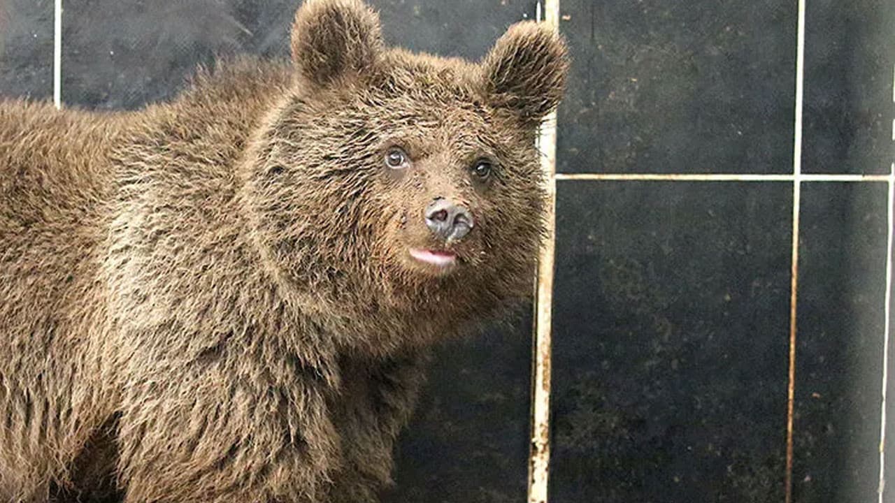 Japonya'da ayı mutfağa girerek buzdolabını boşalttı