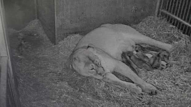 Nürnberg Hayvanat Bahçesi'nde aslan altız doğurdu