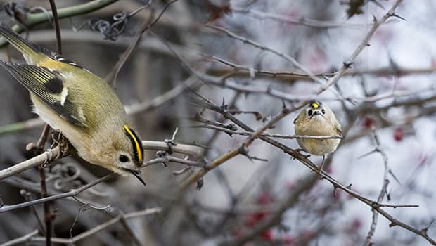 Türkiye ve Avrupa'nın en küçüğü: Bursa'da görüntülendi