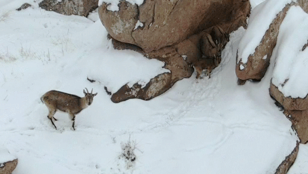 Sivas'ta karla kaplı kayalıklarda dolaşan dağ keçileri görüntülendi