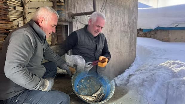 Karlar içinde buldu, her gün balıkla besleyip iyileştirdi