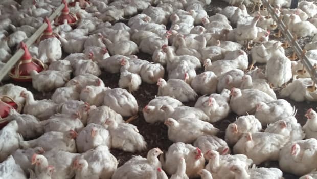 Mersin'de bir tavuk çiftliğinde kuş gribi tespit edildi