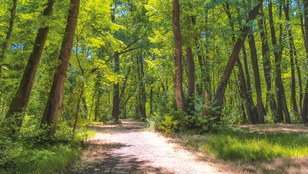 Ormanlara kadastro düzenlemesi