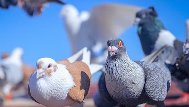 Güvercin vurdu tutuklandı