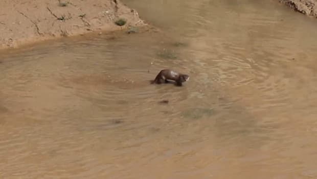 Erzurum'da görüntülendi: Su samurları balık avında...