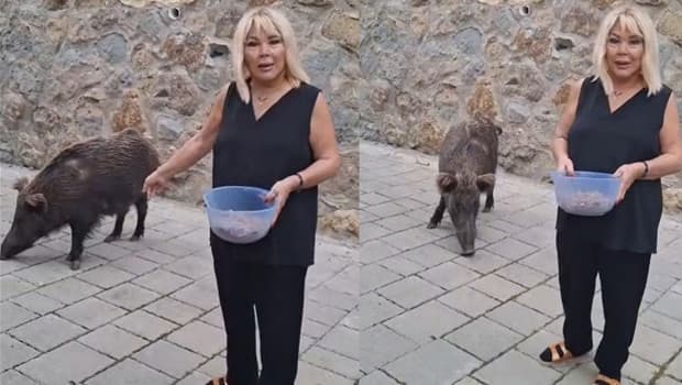 Safiye Soyman kapısına gelen domuzu elleriyle besledi