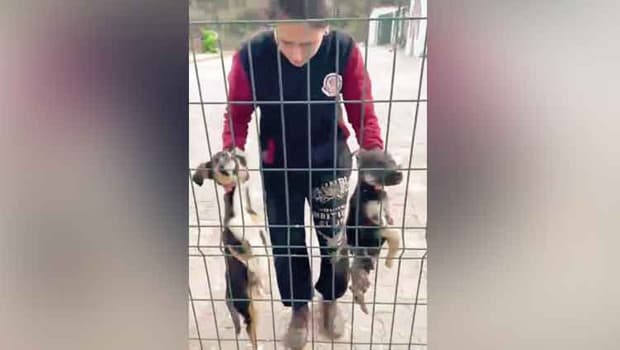 Barınaktaki ihmale soruşturma