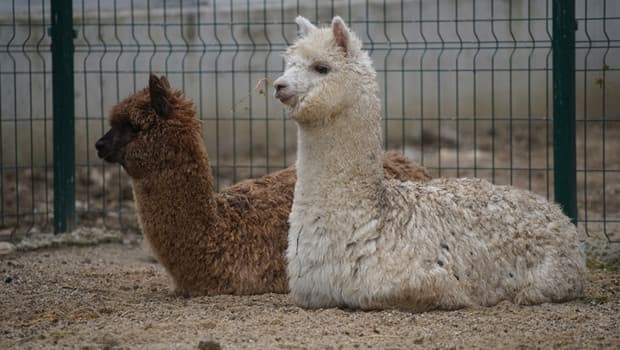 İpsala Sınır Kapısı'nda minibüste ele geçirildi: 2 alpaka, 58 cins güvercin ve 9 cins tavuk... Sürücü gözaltında