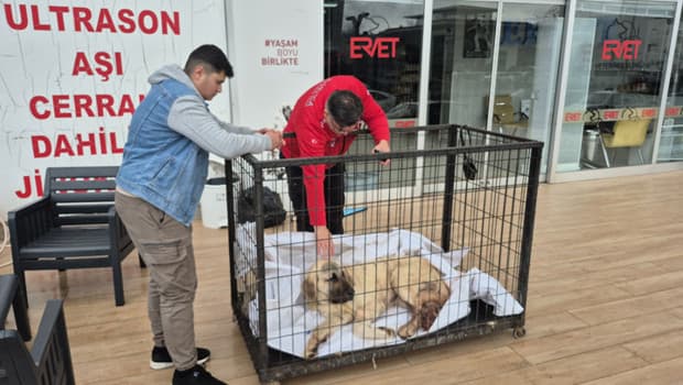Zonguldak'ta kayıp ilanı verdiği köpeğini vurulmuş halde buldu! Şüpheli tutuklandı