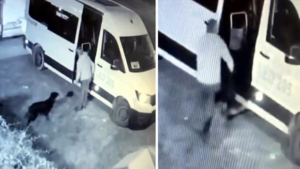 Mahallenin maskotu 'Garip' ortadan kaybolmuştu: Kameraları kontrol edilince gerçek ortaya çıktı