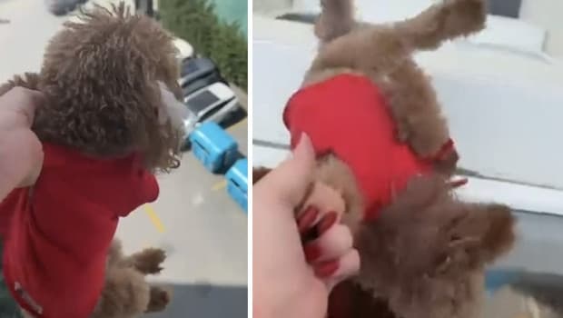 Tepki çeken görüntüler! Köpeği pencereden sarkıtıp cama vurdu