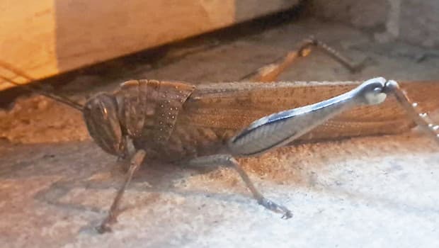 Diyarbakır'da ortaya çıktı! Görüp de ürkmemek mümkün değil: Devasa boyutta ve etçil bir tür