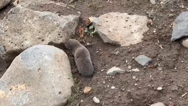 Sağanakla yuvalarını su basınca yüzeye çıktılar | 'Bu alışılmış bir durum değil'
