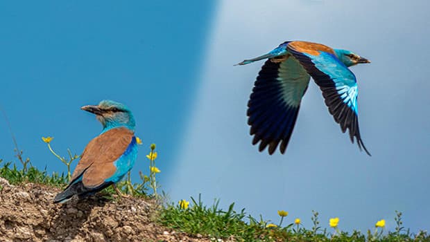 Yaz aylarında Türkiye'de görülüyor: Büyüleyici rengiyle Adıyaman'da ortaya çıktı