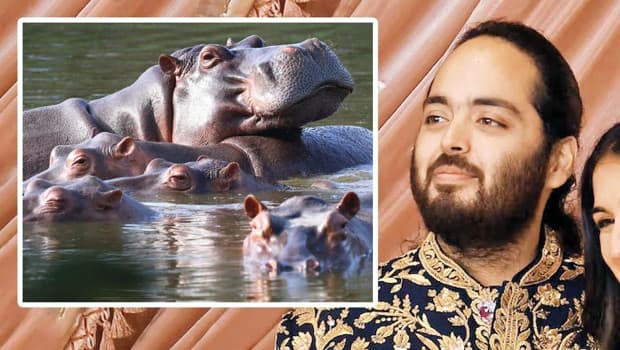 Escobar’ın su aygırlarına talip çıktı