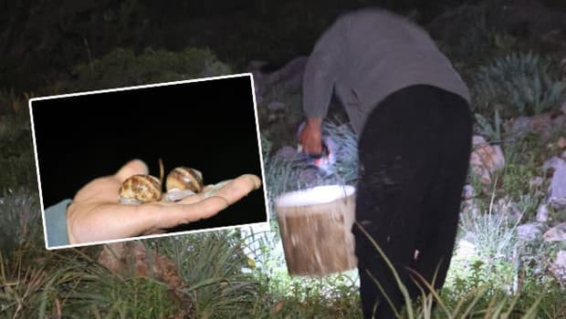 Kozan'da gece salyangoz toplayarak ek gelir elde ediliyor