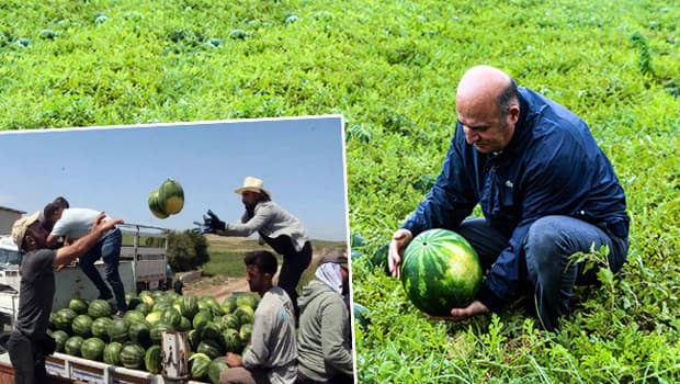Adana'da karpuz hasadı başladı, kilosu 25 TL'den satılıyor