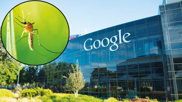Google, hastalık taşıyan sivrisinekleri azaltmak için 32 milyon sivrisinek salmayı planlıyor