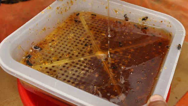 Gazipaşa'da Acı Bal Hasadı Yapıldı, Kilogram Fiyatı 1000 Lira