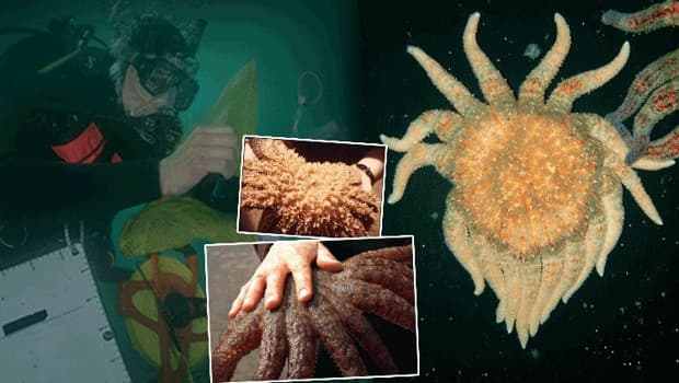 Kaliforniya'da kaybolmuş deniz yıldızları koloni olarak yeniden keşfedildi