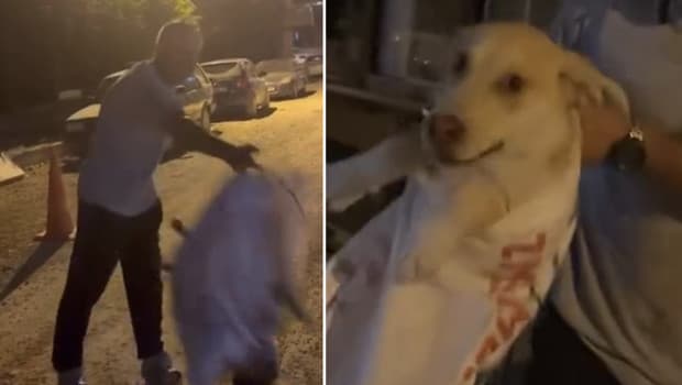 Hatay'da çuvala konulan köpek, hayvansever kadın tarafından kurtarıldı